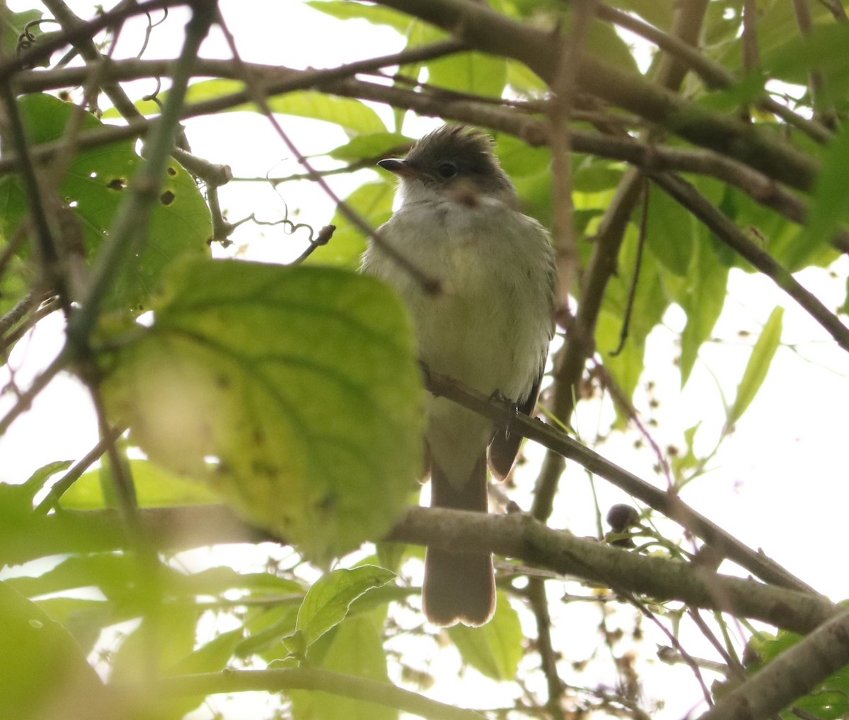 Large Elaenia - ML643696567