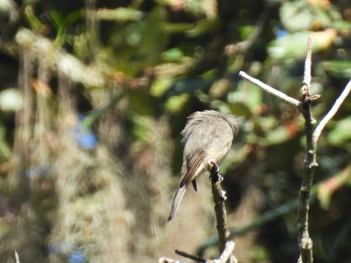Greater Pewee - ML643696568