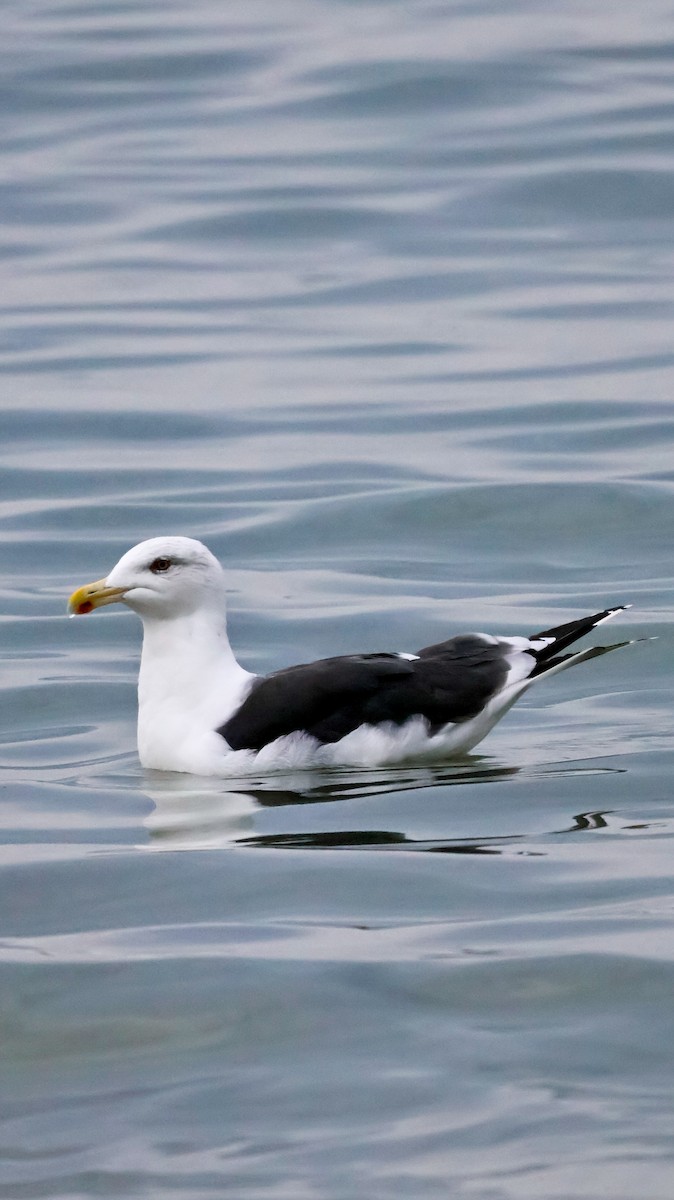 Great Black-backed Gull - ML643696569