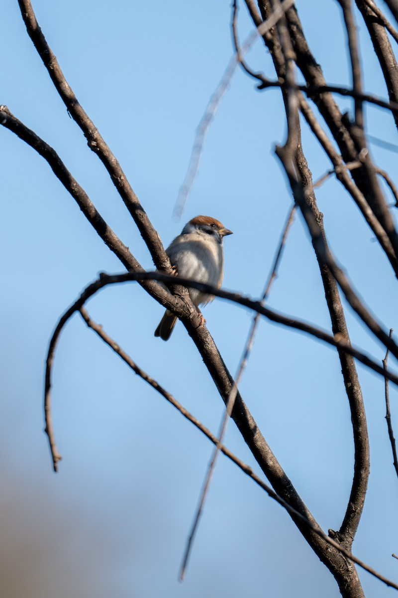 Eurasian Tree Sparrow - ML643696573