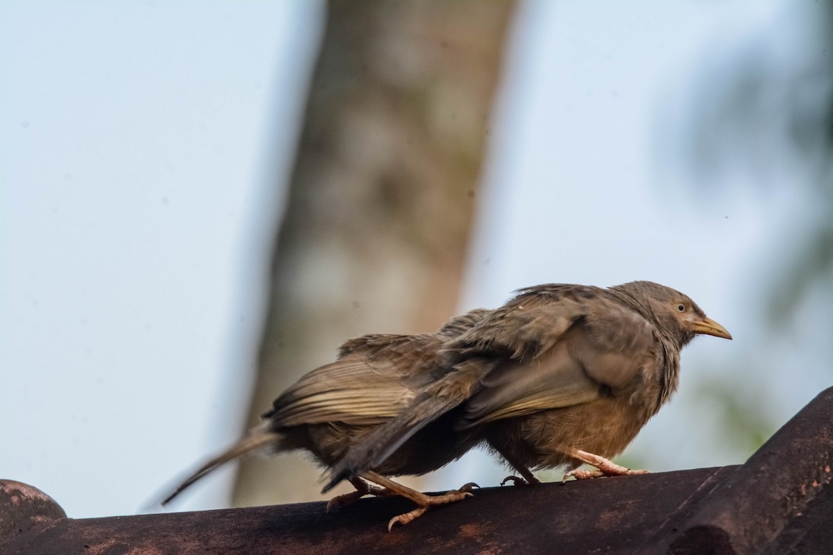 Yellow-billed Babbler - ML643696588