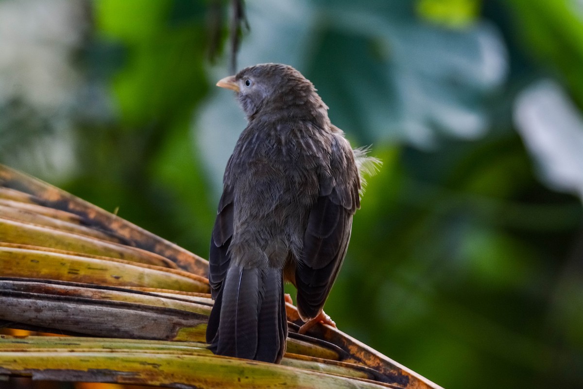 Yellow-billed Babbler - ML643696590