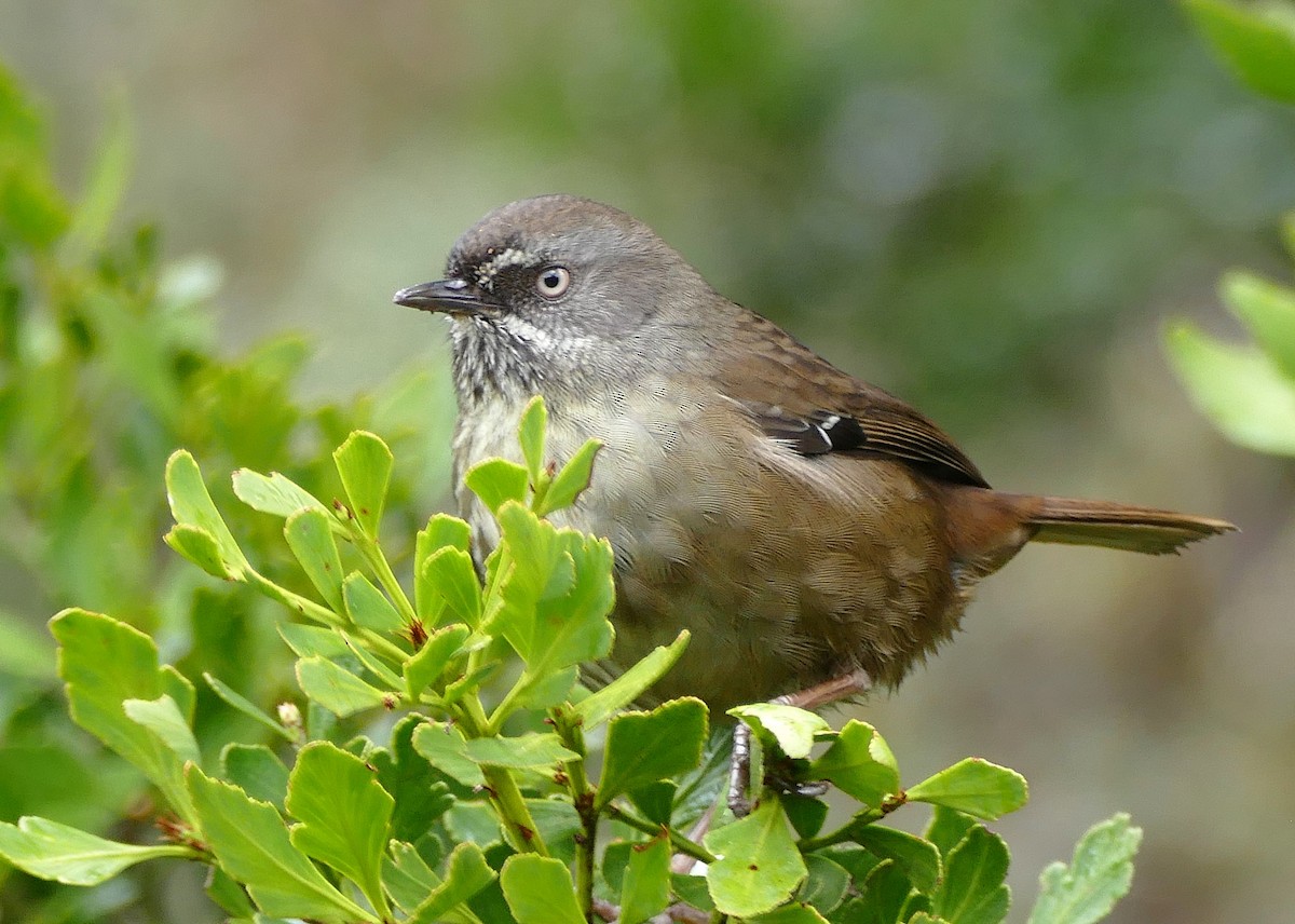 Tasmanian Scrubwren - ML643696591