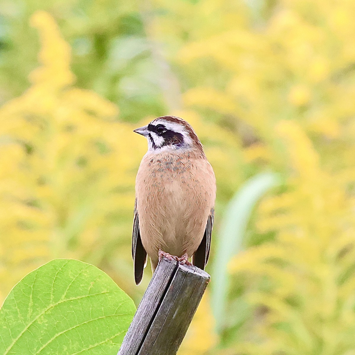 Meadow Bunting - ML643696597