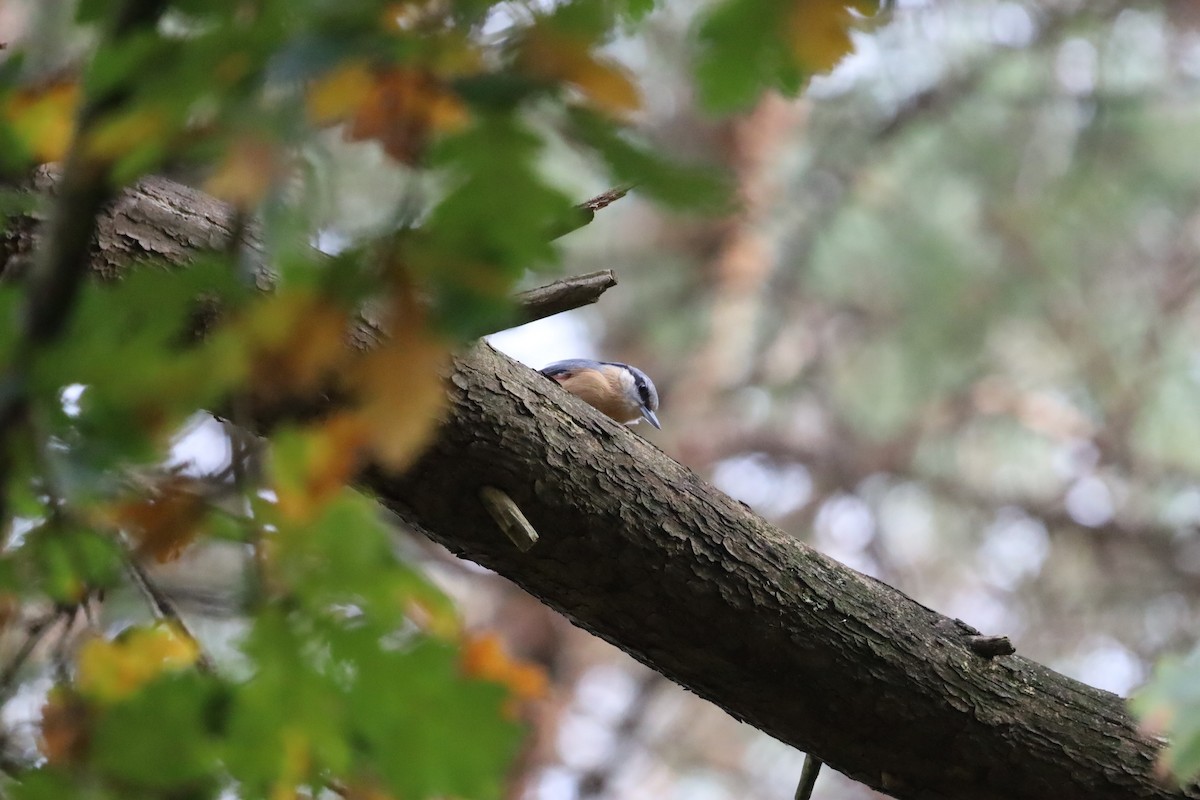 Eurasian Nuthatch - ML643696599
