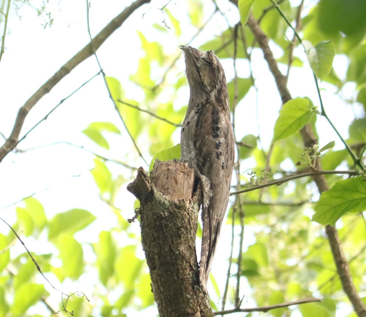 Common Potoo - ML643696616