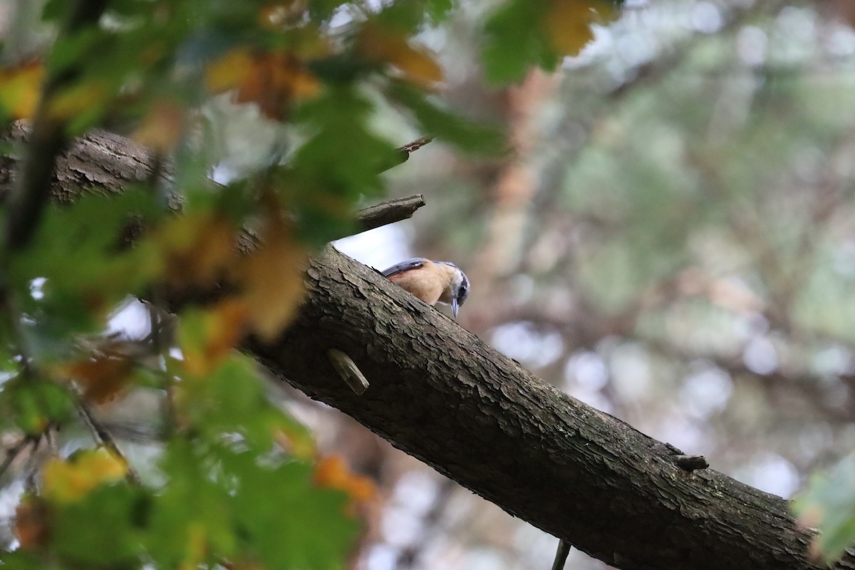 Eurasian Nuthatch - ML643696629