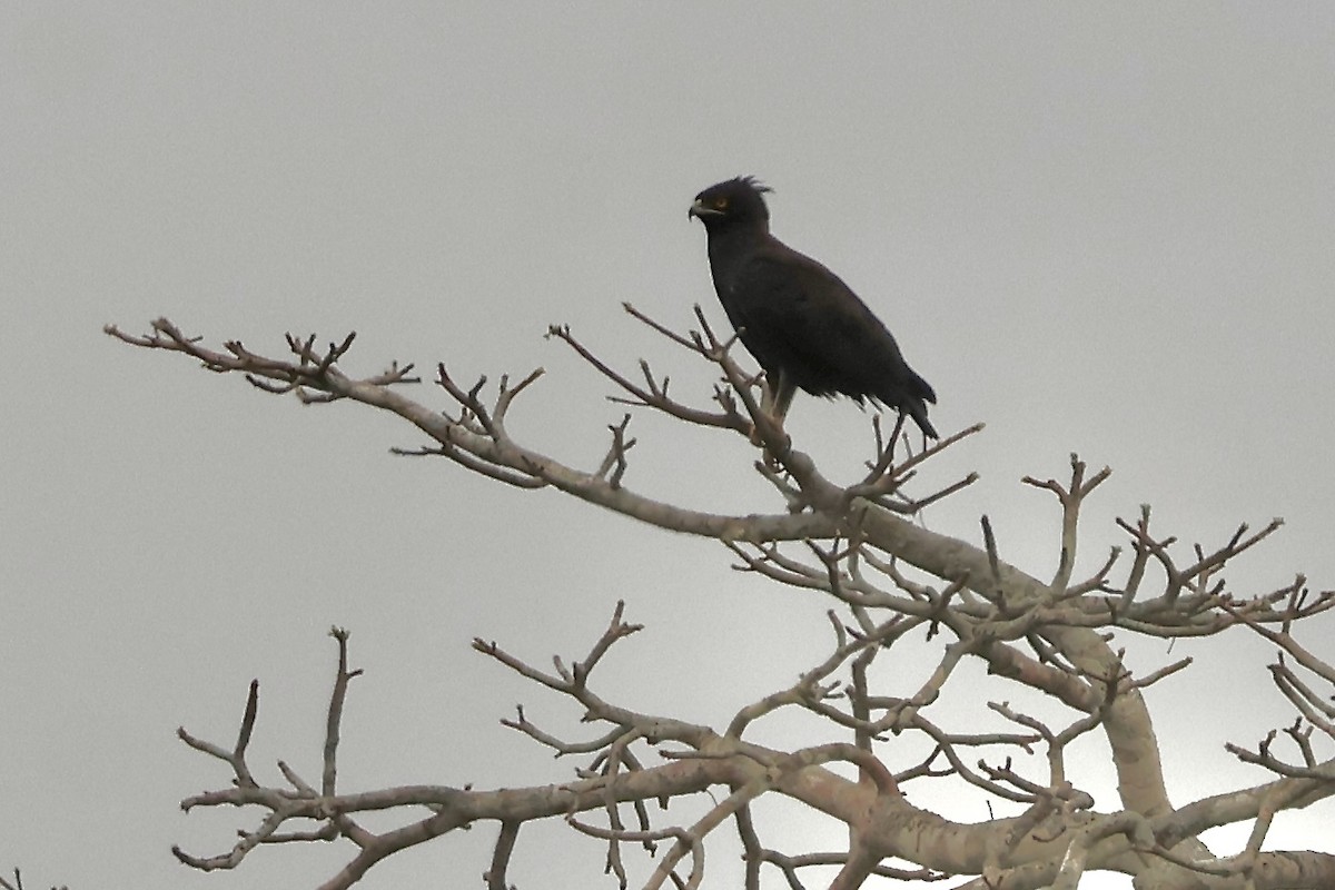 Long-crested Eagle - ML643696643