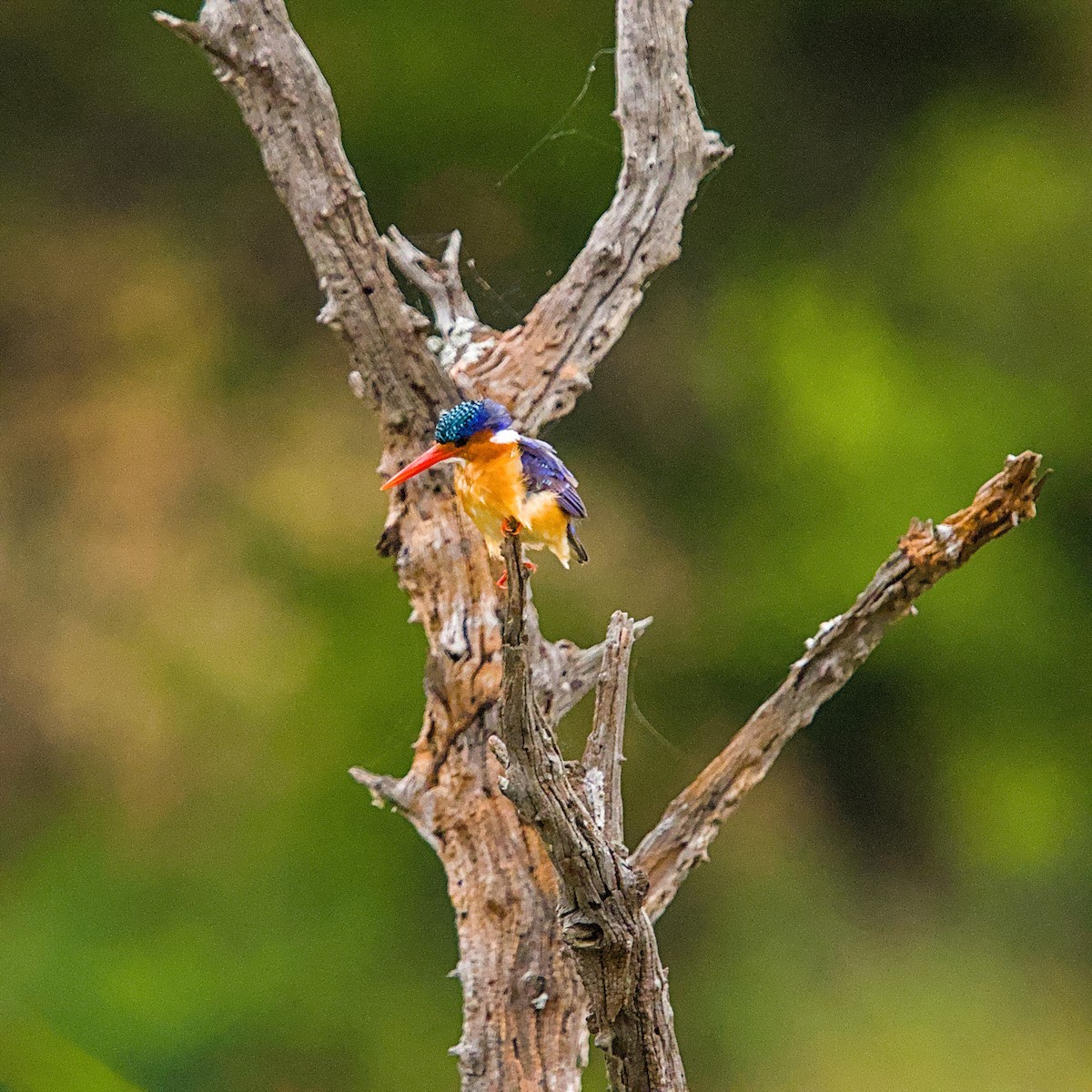 Malachite Kingfisher - ML643696650