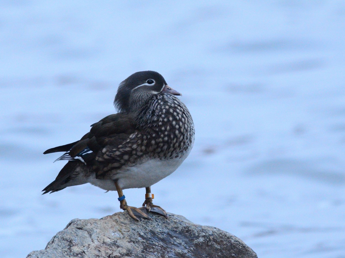 Mandarin Duck - ML643696660