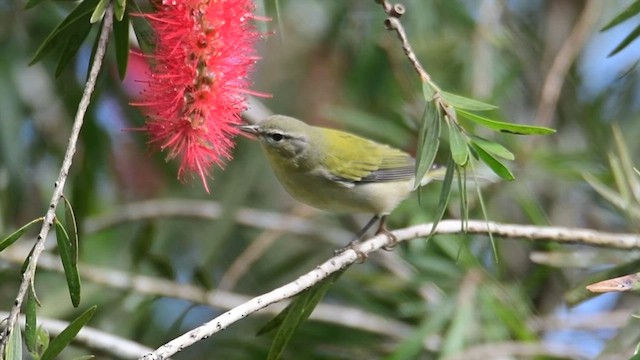 Tennessee Warbler - ML643696663