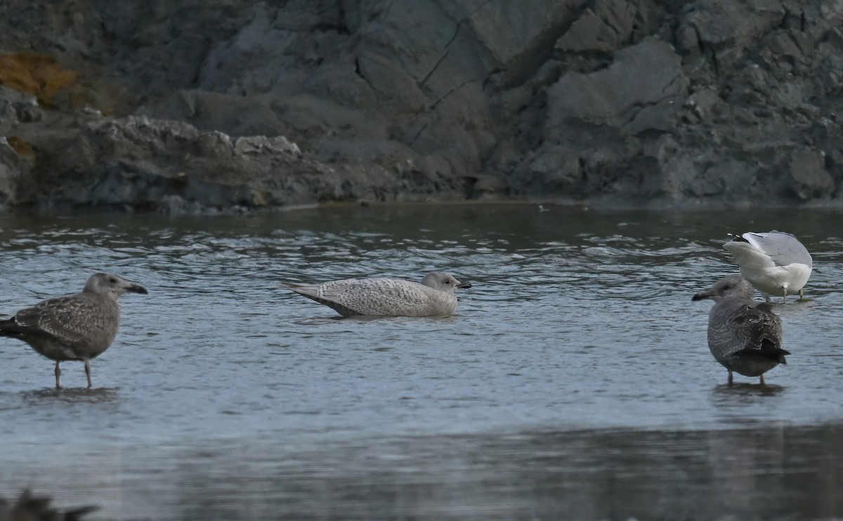 Iceland Gull - ML643696665