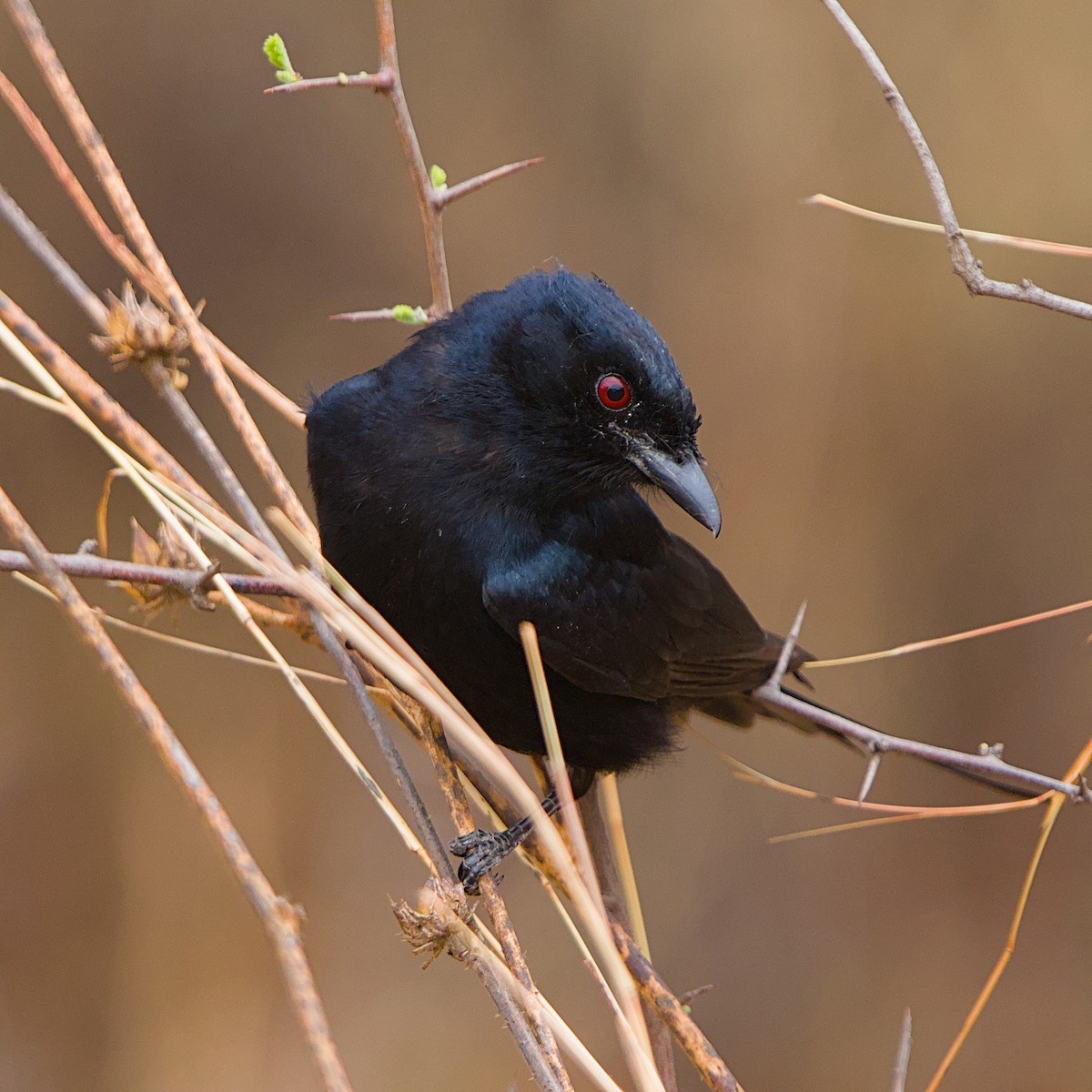 drongo africký - ML643696672