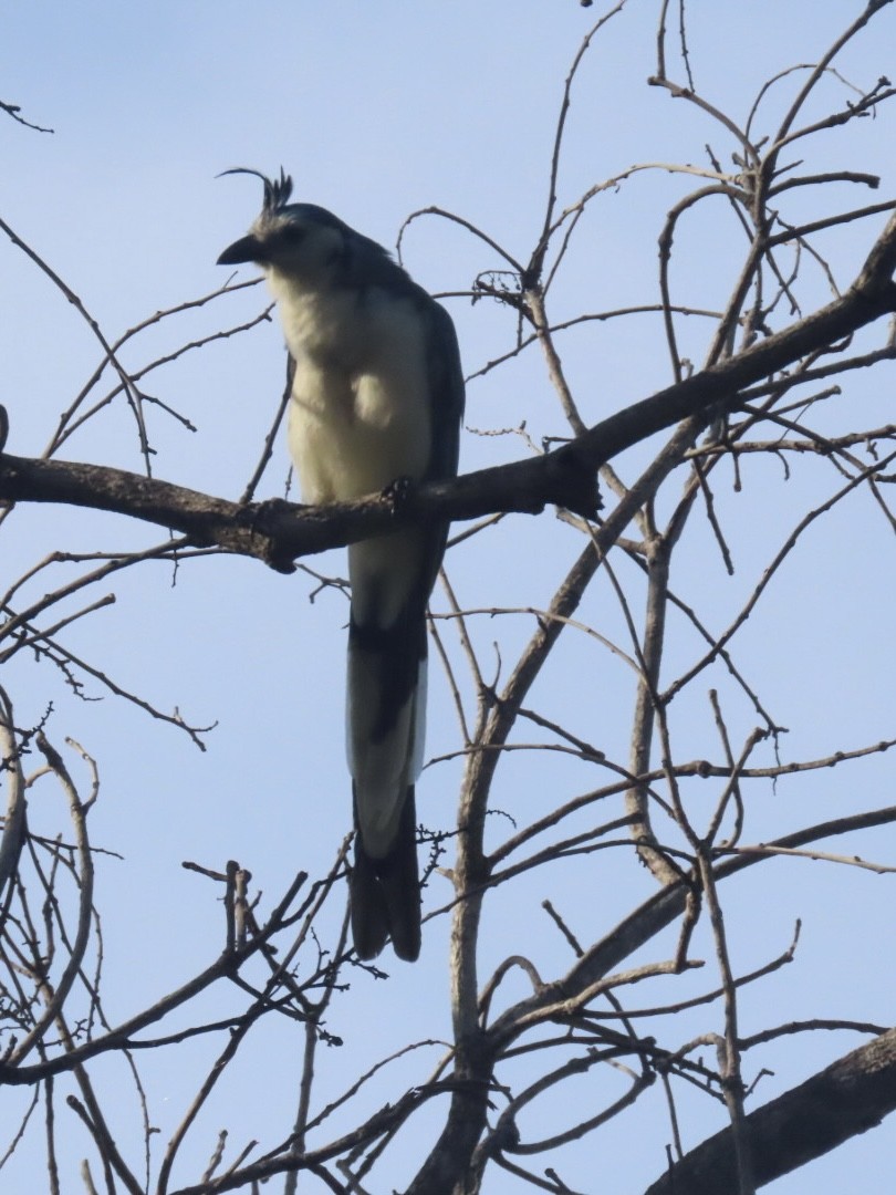 White-throated Magpie-Jay - ML643696686