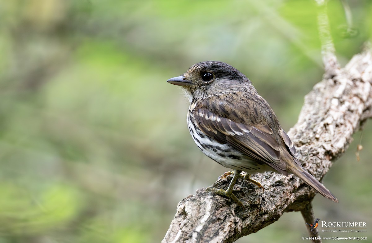 African Broadbill - ML643696689