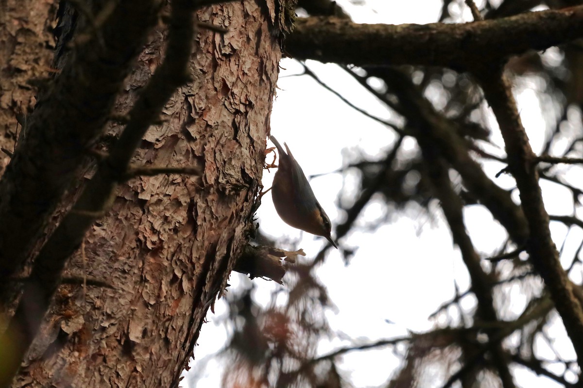 Eurasian Nuthatch - ML643696691