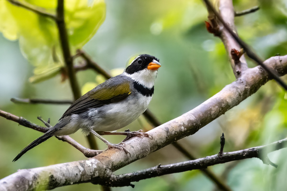 Желтоклювый тохи (polionotus) - ML643696701