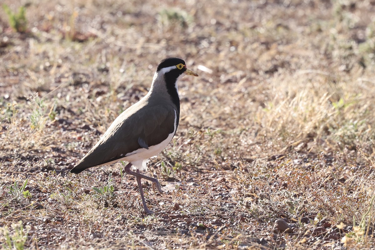 Banded Lapwing - ML643696713