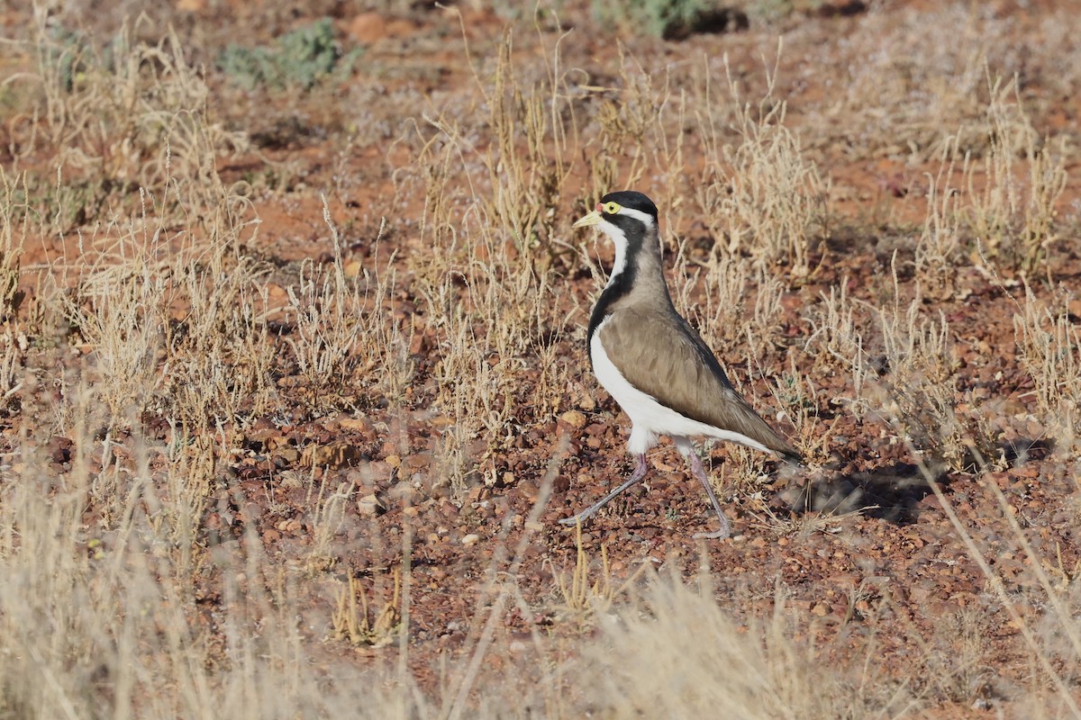 Banded Lapwing - ML643696714