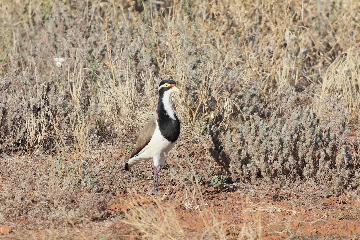 Banded Lapwing - ML643696715