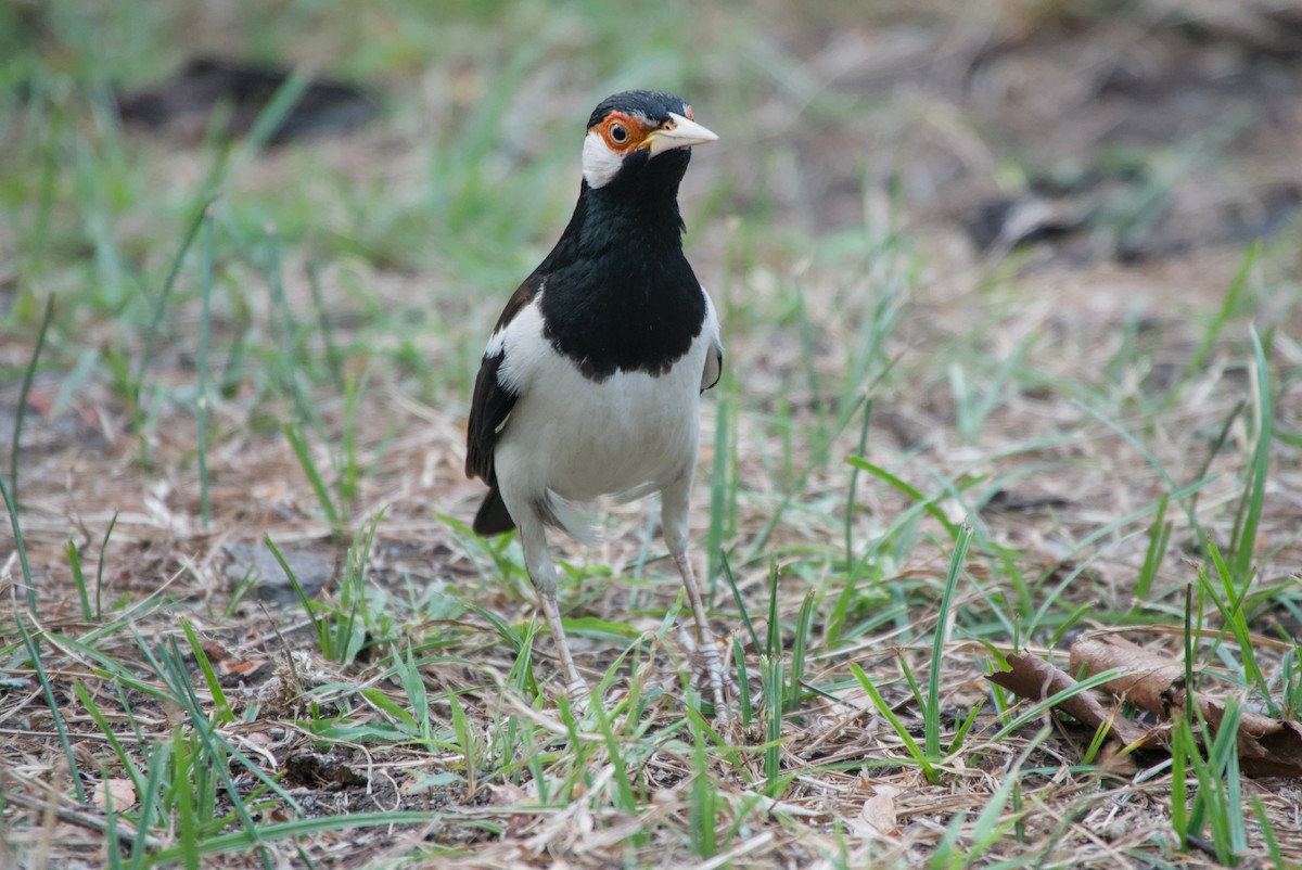 Javan Pied Starling - ML643696729