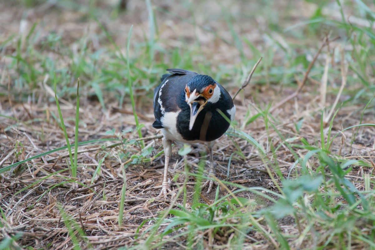 Javan Pied Starling - ML643696730