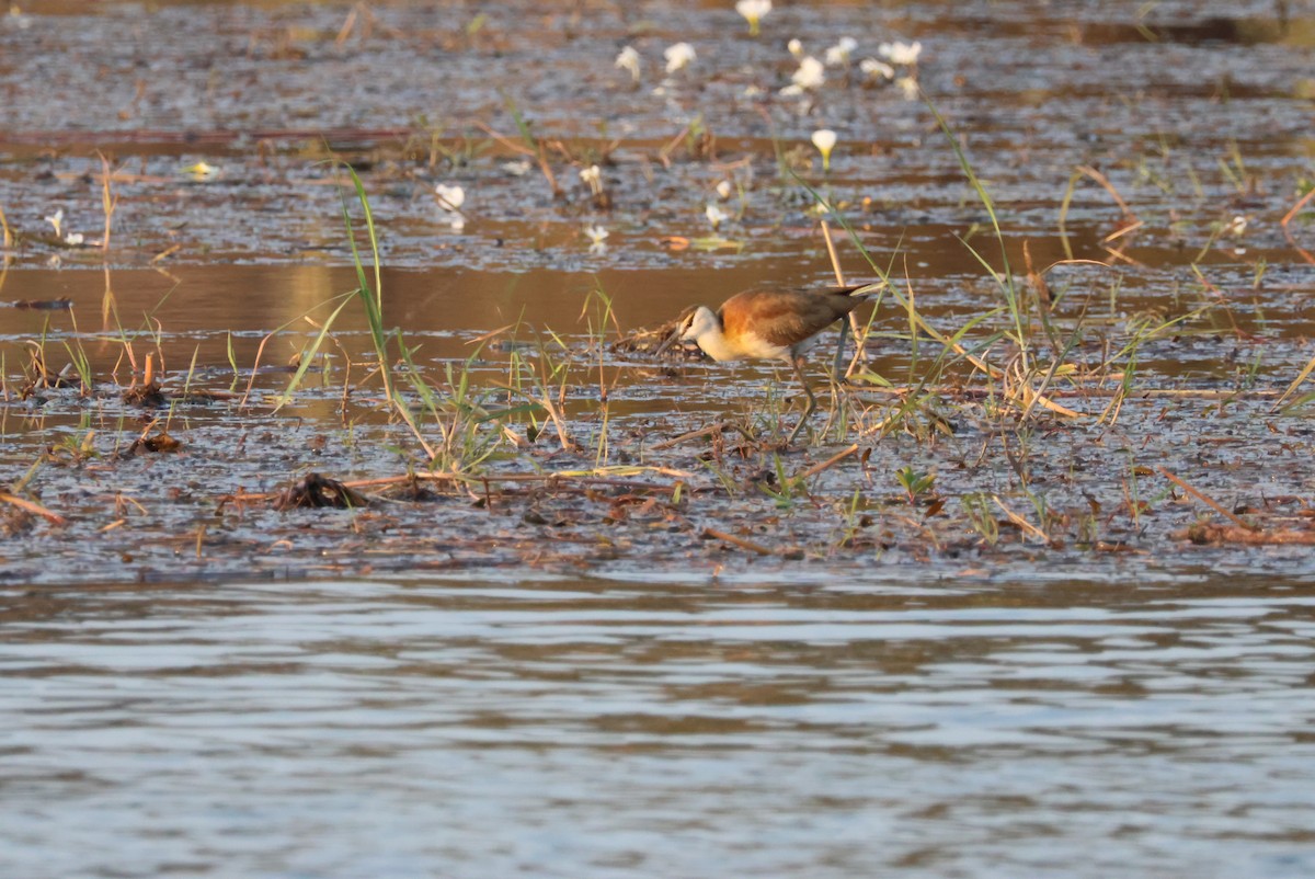 African Jacana - ML643696733