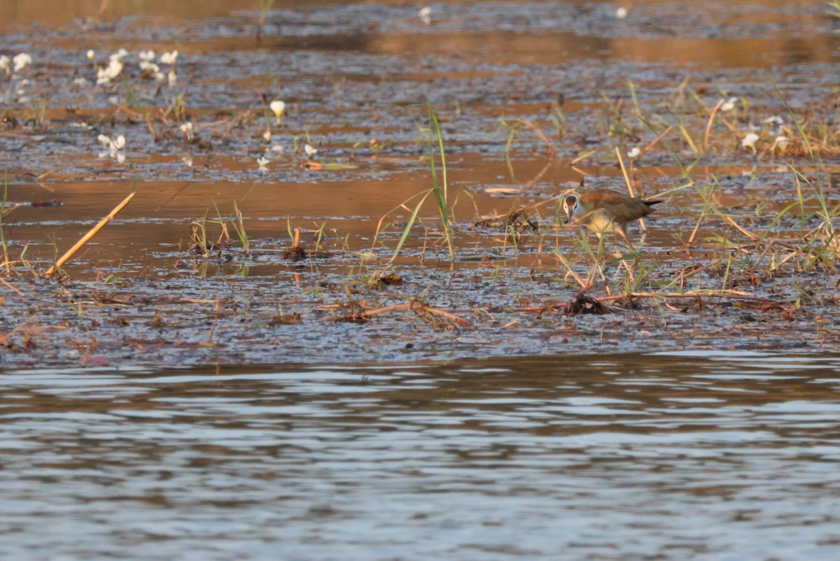 African Jacana - ML643696734