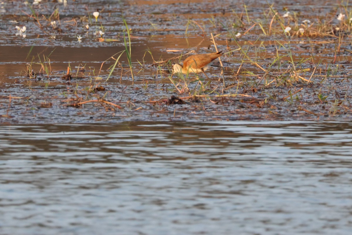 African Jacana - ML643696735