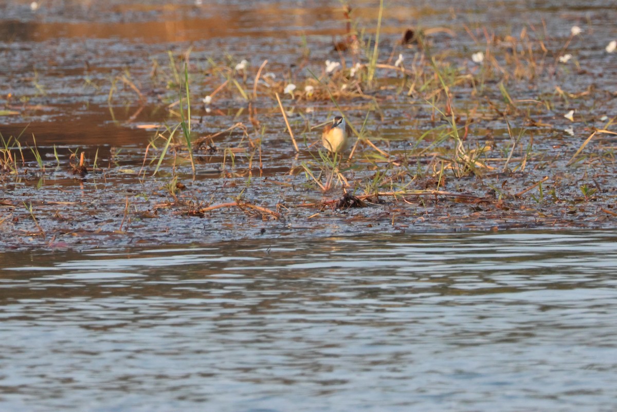 African Jacana - ML643696736