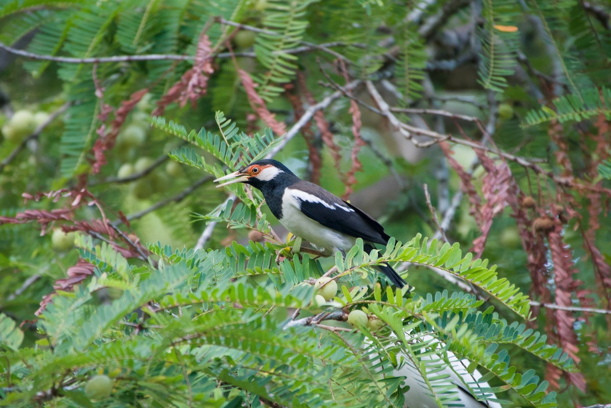 Javan Pied Starling - ML643696740