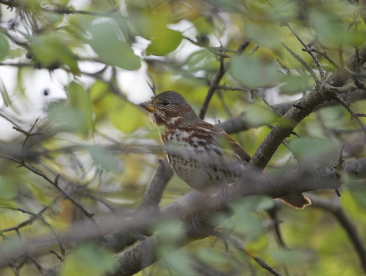 Fox Sparrow - ML643696747