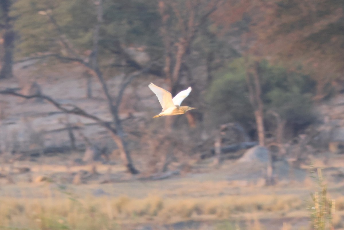 Squacco Heron - ML643696752