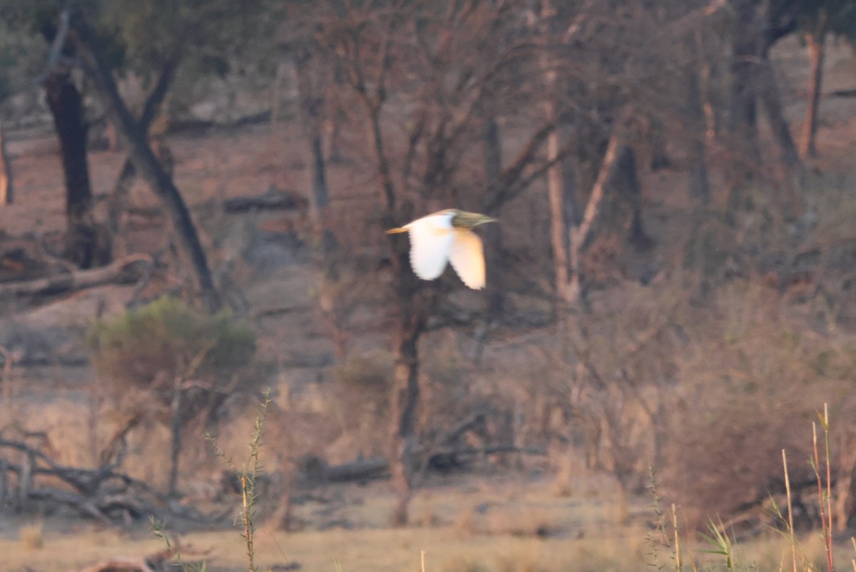 Squacco Heron - ML643696753