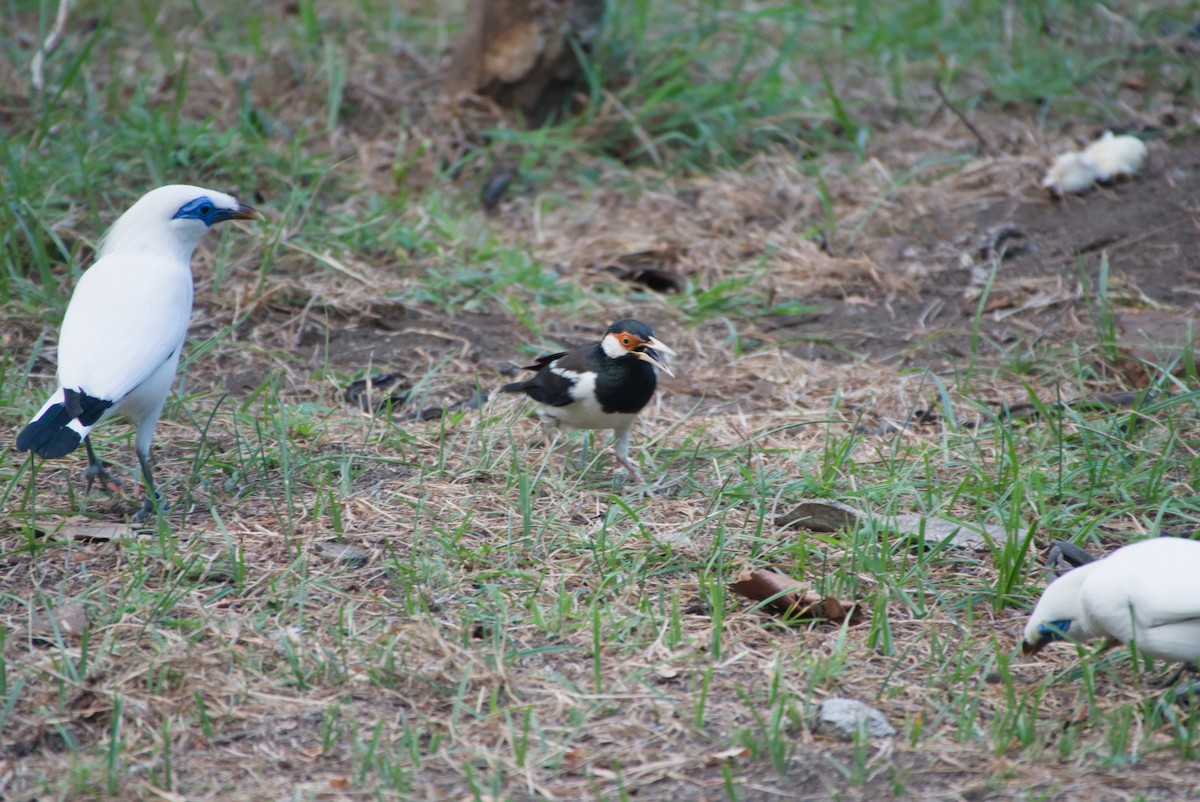 Javan Pied Starling - ML643696757