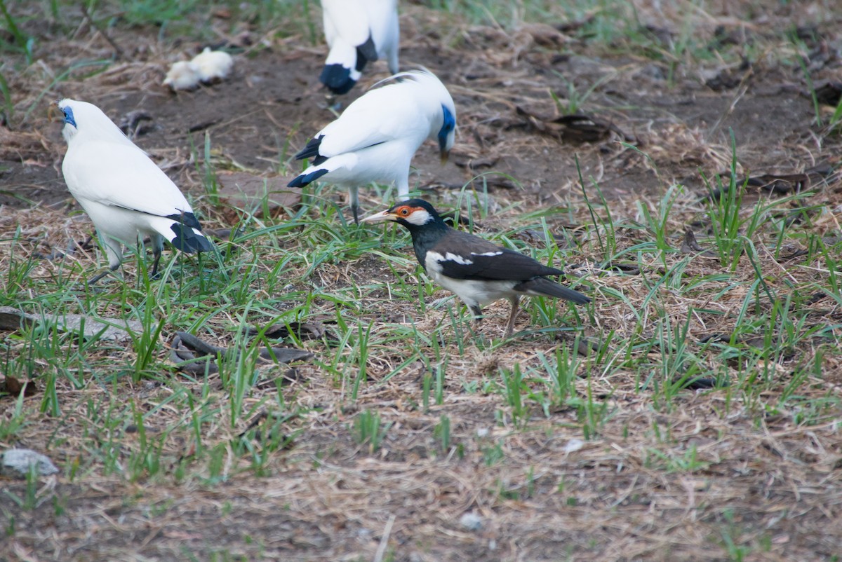 Javan Pied Starling - ML643696758