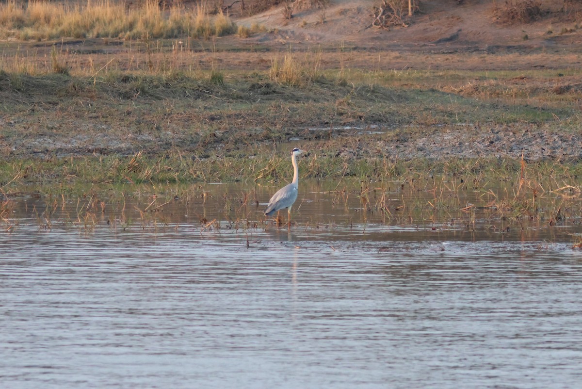 Gray Heron - ML643696761