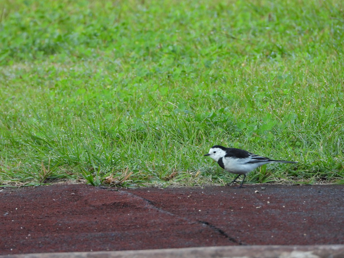 White Wagtail (Chinese) - ML643696762