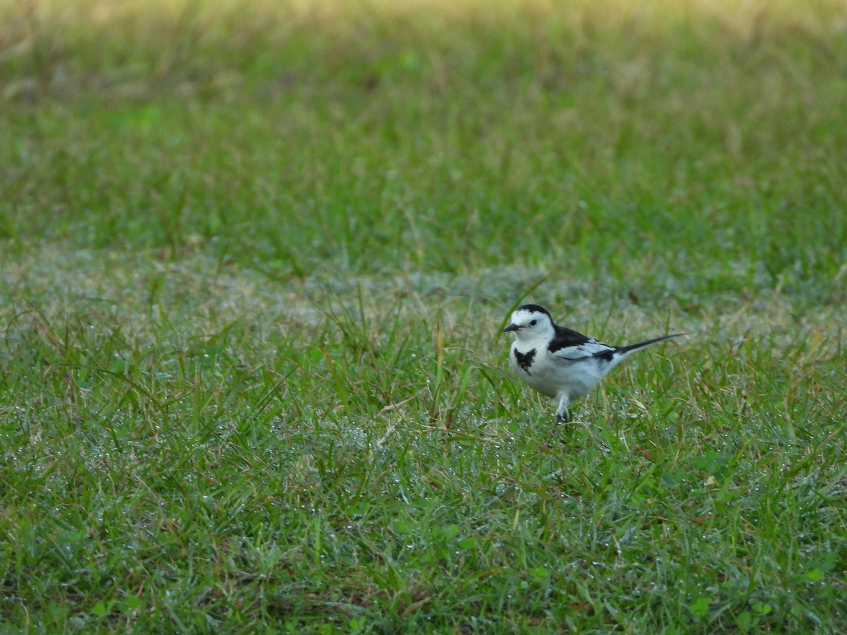 White Wagtail (Chinese) - ML643696764