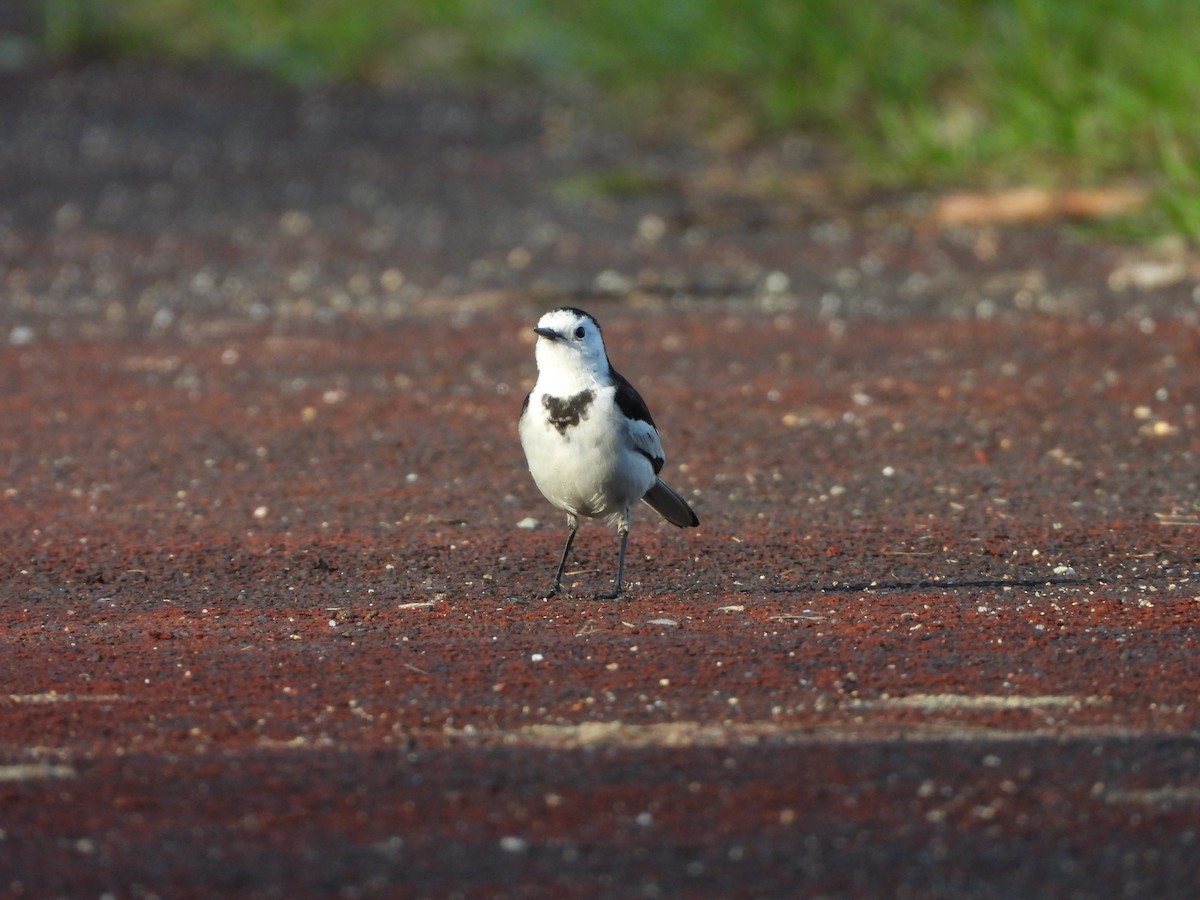White Wagtail (Chinese) - ML643696766