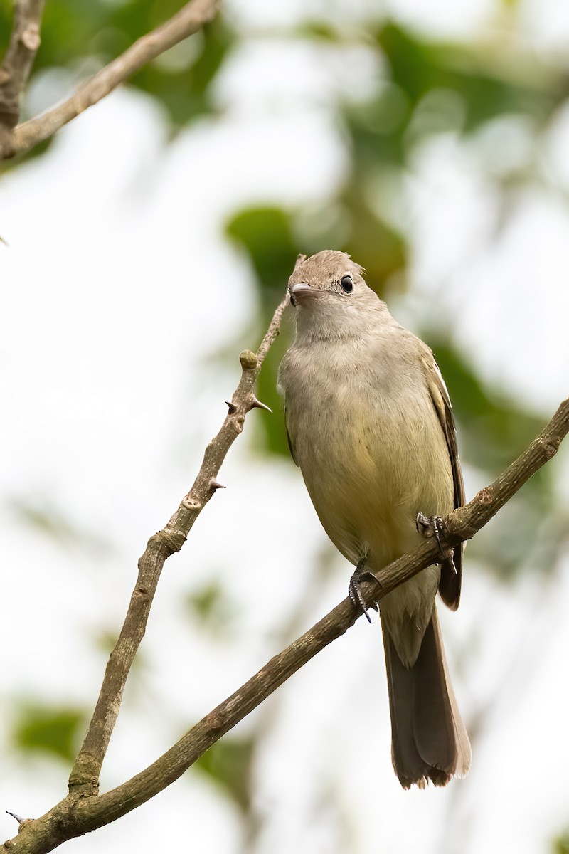 Yellow-bellied Elaenia - ML643696767