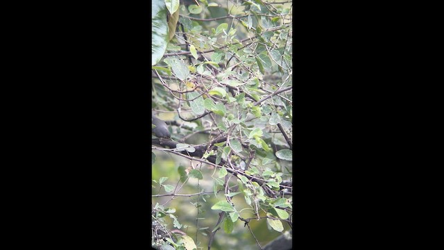 Canada Warbler - ML643696771