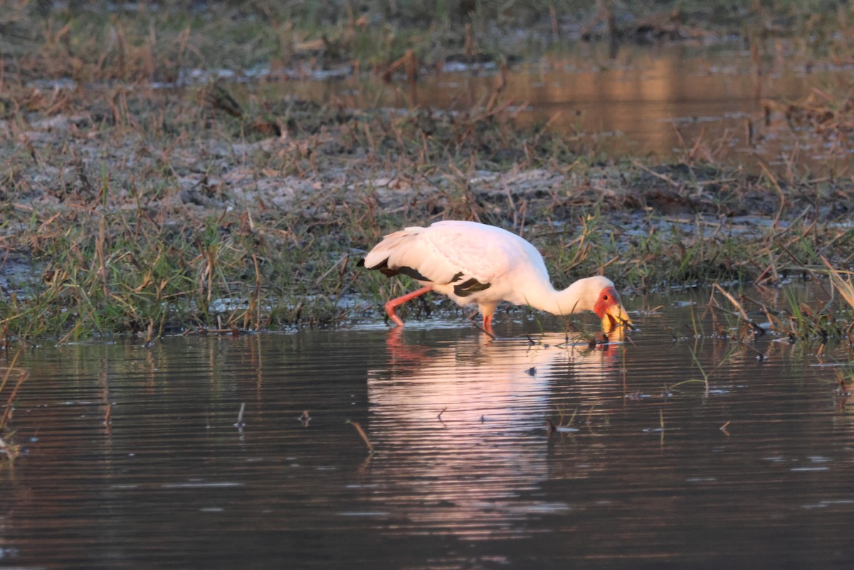 Yellow-billed Stork - ML643696772