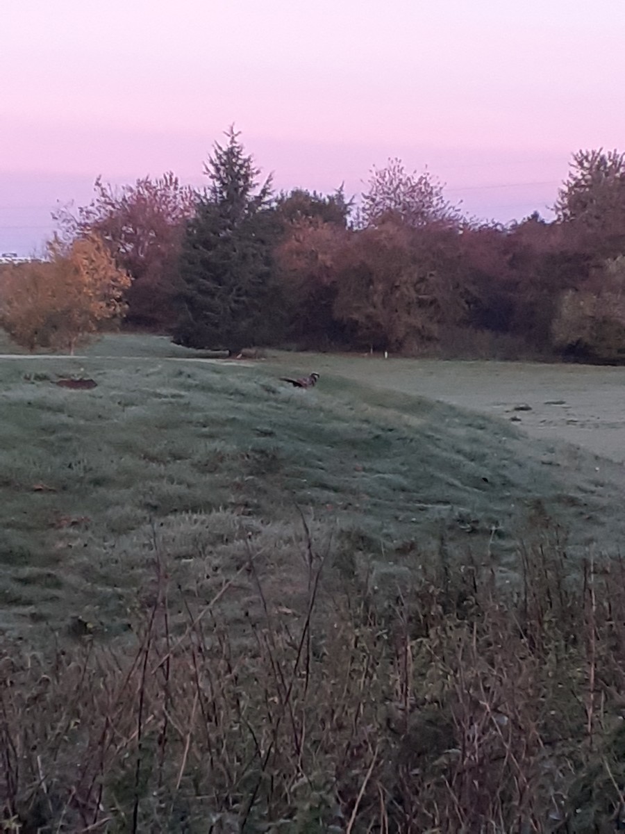 Reeves's Pheasant - ML643696773