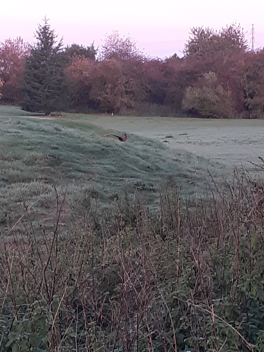 Reeves's Pheasant - ML643696774