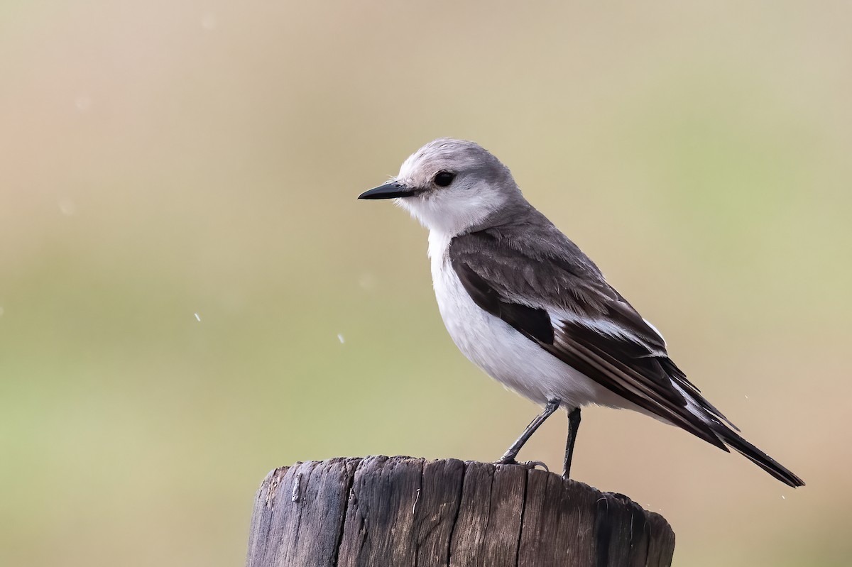 White-rumped Monjita - ML643696785