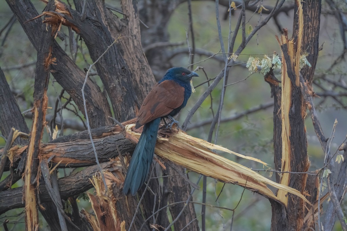褐翅鴉鵑 - ML643696808