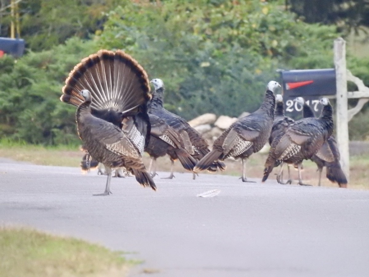 Wild Turkey - ML643696846