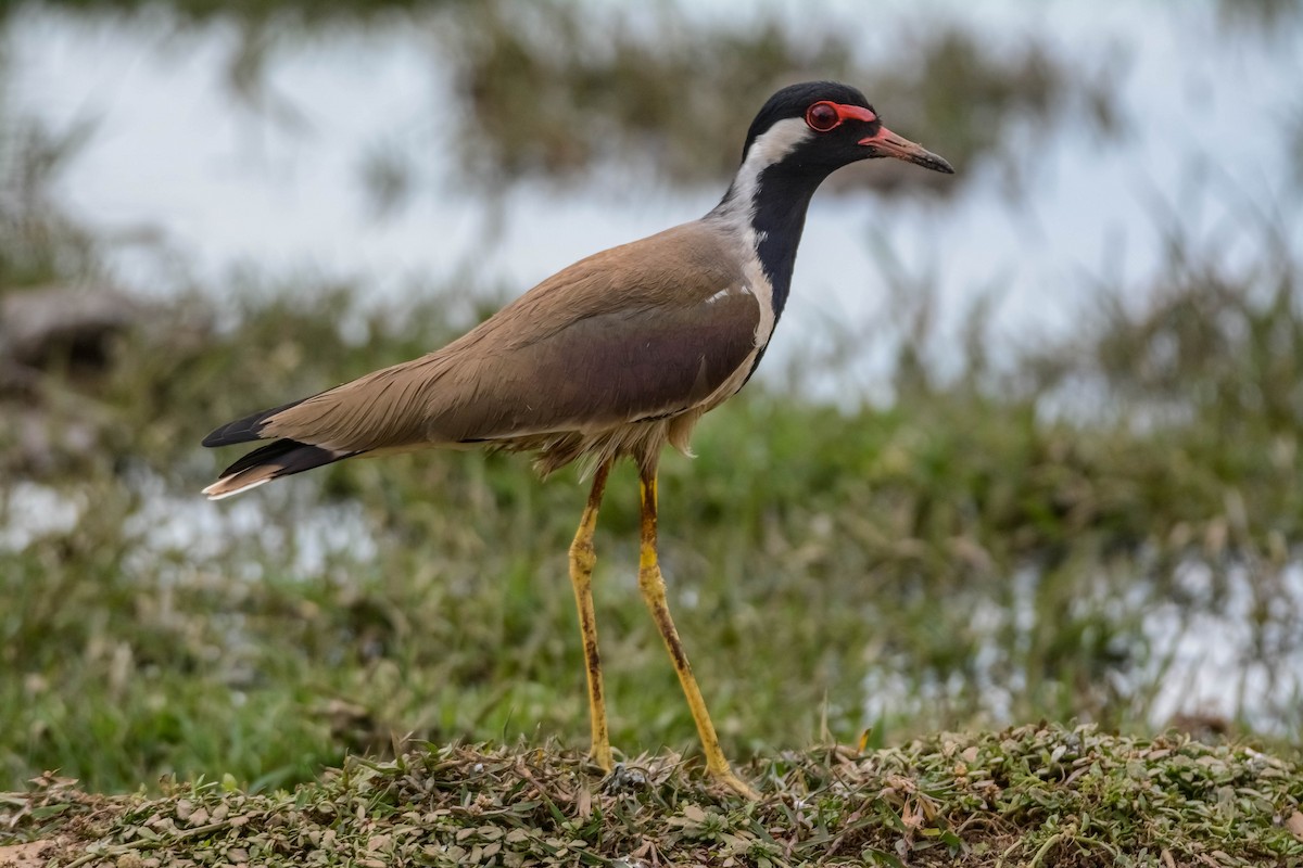 Red-wattled Lapwing - ML643696849
