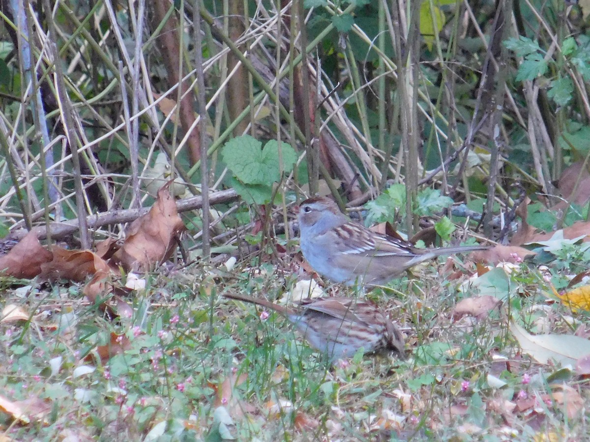 White-crowned Sparrow - ML643696850